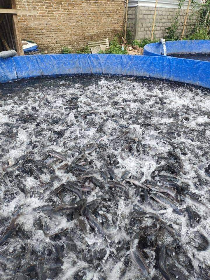 Fishery activity